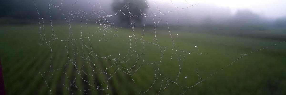 A view of Pudupakkam
